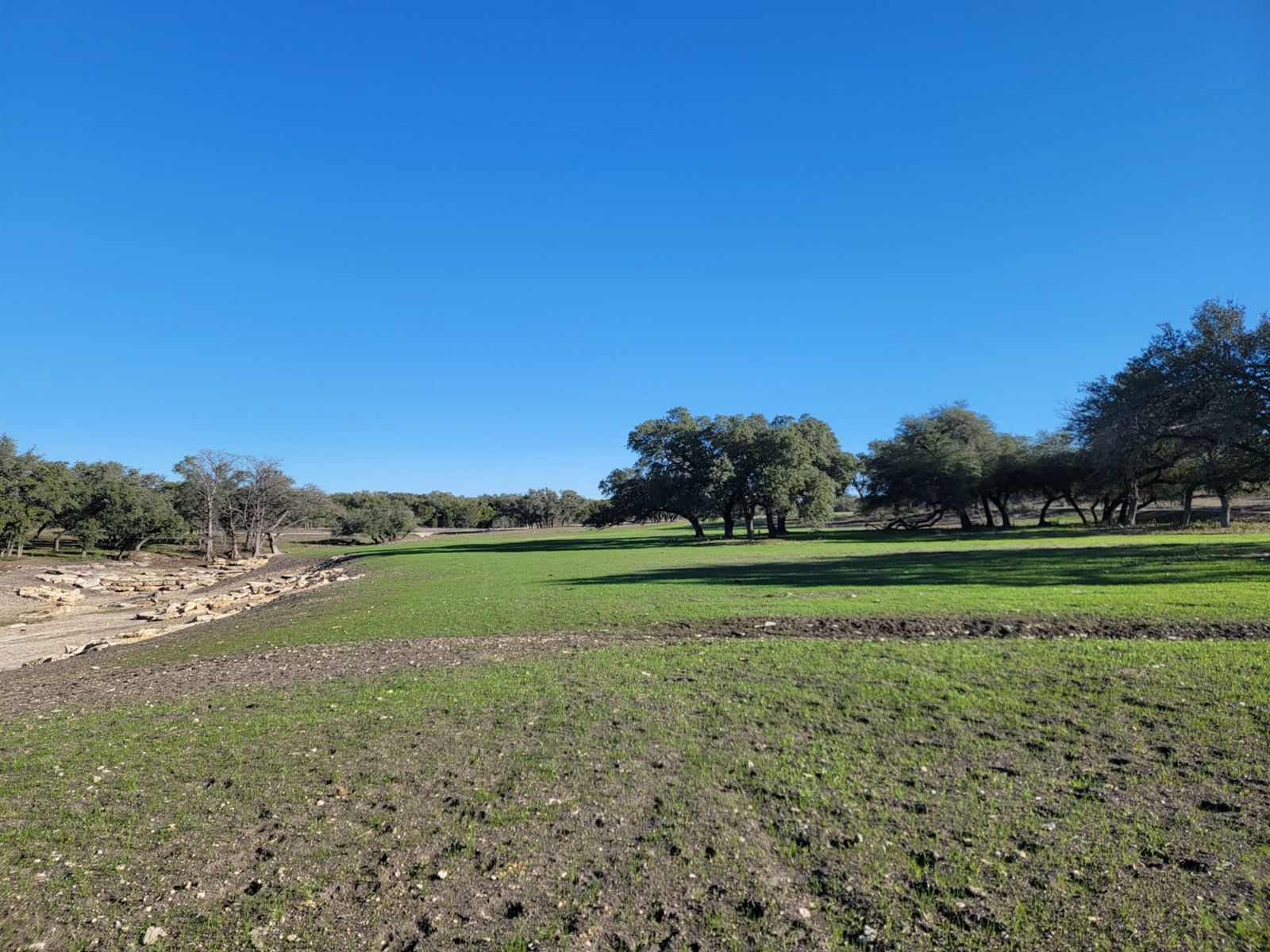 Restored green pasture with native oaks after invasive species removal