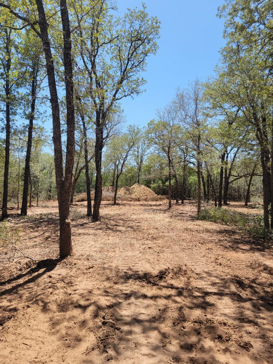 Woodland cleared of brush with healthy trees preserved