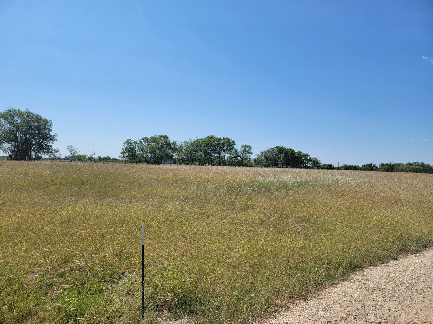 Open Texas pasture with healthy native grasses